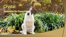  Presentation with grass - Colorful PPT theme enhanced with dog pitbull - cute mixed breed puppy backdrop and a tawny brown colored foreground
