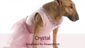  Presentation with bull cart - Audience pleasing PPT theme consisting of dog pitbull - female bull terrier dressed up backdrop and a coral colored foreground