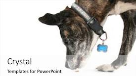  Presentation with pit bull - Theme featuring dog pitbull - old pit bull background and a white colored foreground