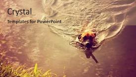  Presentation with pit bull - Audience pleasing PPT theme consisting of dog pitbull - pit bull boxer mix bringing backdrop and a coral colored foreground