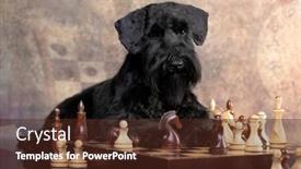 Presentation with chess - PPT layouts with dog-play-chess-chess background and a tawny brown colored foreground