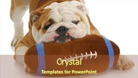  Presentation with dog park dogs plays - Amazing slide deck having dog playing - english bulldog playing backdrop and a tawny brown colored foreground