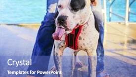  Presentation with public - Slides having dog playing at a local background and a  colored foreground