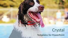  Presentation with dog poop scoop - PPT layouts featuring dog playing at a local background and a  colored foreground