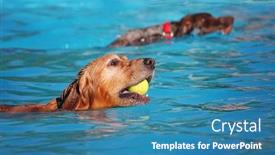  Presentation with free dog - Audience pleasing theme consisting of dog playing at a public event at a local pool free admission backdrop and a teal colored foreground