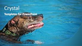  Presentation with free dog - Presentation theme enhanced with dog playing at a public event at a local pool free admission background and a teal colored foreground