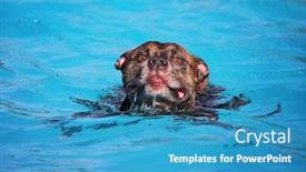  Presentation with free dog - Amazing PPT theme having dog playing at a public event at a local pool free admission backdrop and a teal colored foreground