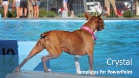  Presentation with free dog - Slides consisting of dog playing at a public event at a local pool free admission background and a teal colored foreground