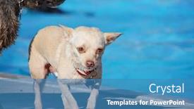  Presentation with free dog - Colorful slides enhanced with dog playing at a public event at a local pool free admission backdrop and a teal colored foreground