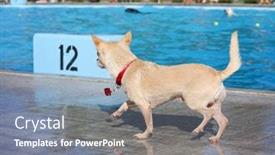  Presentation with free dog - Presentation theme having dog playing at a public event at a local pool free admission background and a gray colored foreground