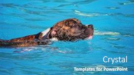  Presentation with free dog - Audience pleasing PPT theme consisting of dog playing at a public event at a local pool free admission backdrop and a teal colored foreground