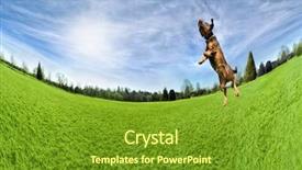  Presentation with dog park - Amazing theme having dog playing jumping in the air in a park backdrop and a tawny brown colored foreground