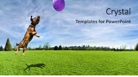  Presentation with dog park - Beautiful presentation featuring dog playing with a ball backdrop and a light blue colored foreground