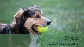  Presentation with dog - Slide set with dog-playing-with-the-ball background and a ocean colored foreground