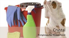  Presentation with paw - Audience pleasing PPT layouts consisting of dog poo - english bulldog puppy holding paw backdrop and a coral colored foreground