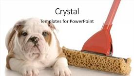  Presentation with puppy english cocker spaniel - Colorful theme enhanced with dog poo - english bulldog puppy laying beside backdrop and a white colored foreground