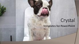  Presentation with toilet - Presentation theme featuring dog poo - french bulldog sitting background and a light gray colored foreground