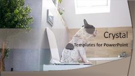  Presentation with toilet - Cool new slide set with dog poo - french bulldog sitting backdrop and a mint green colored foreground