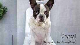  Presentation with toilet - Presentation design enhanced with dog poo - french bulldog sitting background and a light gray colored foreground