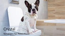  Presentation with toilet - Amazing presentation theme having dog poo - french bulldog sitting backdrop and a light blue colored foreground