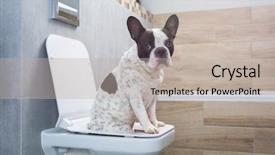  Presentation with toilet - Presentation consisting of dog poo - french bulldog sitting background and a mint green colored foreground