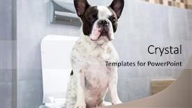  Presentation with toilet - Beautiful slide deck featuring dog poo - french bulldog sitting backdrop and a light gray colored foreground