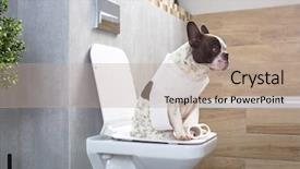  Presentation with toilet - PPT theme with dog poo - french bulldog sitting background and a coral colored foreground