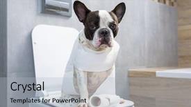  Presentation with toilet - Colorful slide set enhanced with dog poo - french bulldog sitting backdrop and a light gray colored foreground