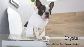 Presentation with toilet - Slide deck having dog poo - french bulldog sitting background and a mint green colored foreground