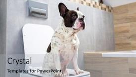  Presentation with toilet - Audience pleasing PPT theme consisting of dog poo - french bulldog sitting backdrop and a light gray colored foreground