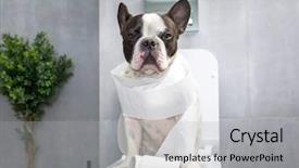  Presentation with toilet - PPT theme having dog poo - french bulldog sitting background and a light gray colored foreground