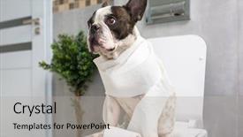  Presentation with toilet - Audience pleasing slide set consisting of dog poo - french bulldog sitting backdrop and a light gray colored foreground