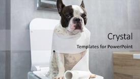  Presentation with toilet - Presentation design featuring dog poo - french bulldog sitting background and a light gray colored foreground