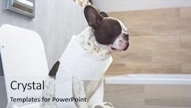  Presentation with toilet - Cool new PPT theme with dog poo - french bulldog sitting backdrop and a sky blue colored foreground