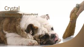  Presentation with dust - Slides featuring dog poo - hands holding broom and dust background and a cream colored foreground