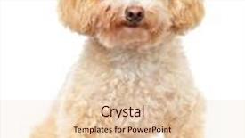  Presentation with poodle - Theme with dog poodle isolated on white background and a lemonade colored foreground