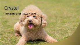  Presentation with poodle - Slide set consisting of dog poodle lying down background and a yellow colored foreground
