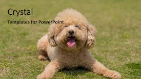  Presentation with poodle - Slide set featuring dog poodle lying down background and a yellow colored foreground