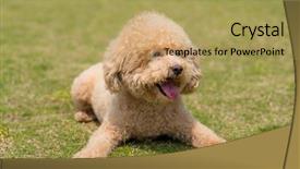  Presentation with poodle - Presentation with dog poodle lying down background and a yellow colored foreground