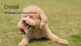  Presentation with poodle - Presentation theme featuring dog poodle lying down background and a yellow colored foreground