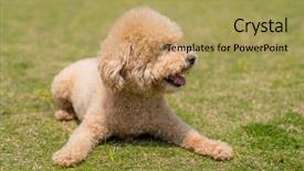  Presentation with poodle - Audience pleasing presentation design consisting of dog poodle lying down backdrop and a yellow colored foreground