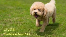  Presentation with poodle - Slide deck enhanced with  background and a  colored foreground