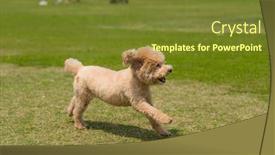  Presentation with poodle - Beautiful slide set featuring  backdrop and a  colored foreground