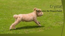 Presentation with poodle - Colorful presentation theme enhanced with  backdrop and a  colored foreground