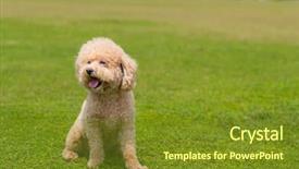  Presentation with poodle - Cool new presentation design with dog poodle sit down backdrop and a tawny brown colored foreground