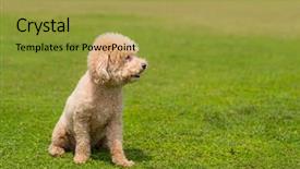  Presentation with poodle - Beautiful presentation theme featuring dog poodle sit down backdrop and a gold colored foreground