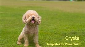  Presentation with poodle - Audience pleasing presentation design consisting of dog poodle sit down backdrop and a tawny brown colored foreground