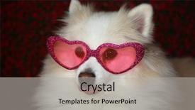  Presentation with shape heart - Beautiful slide set featuring dog portrait dog wearing heart backdrop and a light gray colored foreground