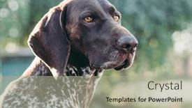  Presentation with pointer - Theme with dog-portrait-german-pointer-outdoor background and a light gray colored foreground