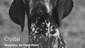  Presentation with pointer - Colorful PPT layouts enhanced with dog-portrait-german-pointer-outdoor backdrop and a gray colored foreground